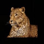 2 Kings of Africa: Leopard