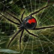 Halloween: Egypt Quest: Spider