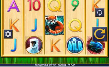 Red Panda Paradise slot (Canada)