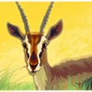 Safari Dream: Antelope