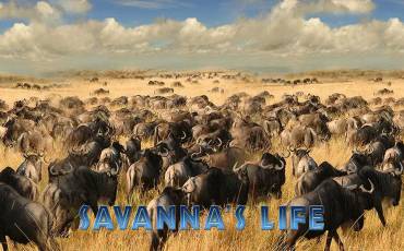 Savanna`s Life slot (Canada)