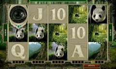 Play Untamed Giant Panda