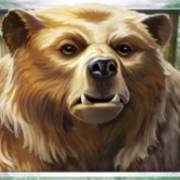 Wild Tundra: Bear