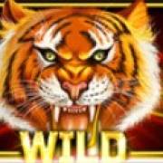 Year of the Tiger: Wild